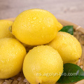 Venta al por mayor en stock Fresh Lemons